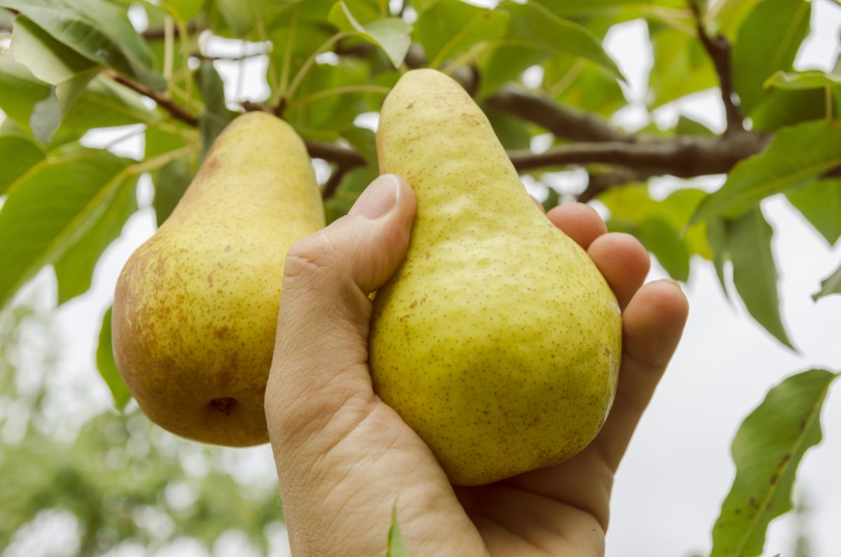 picking a fresh pear