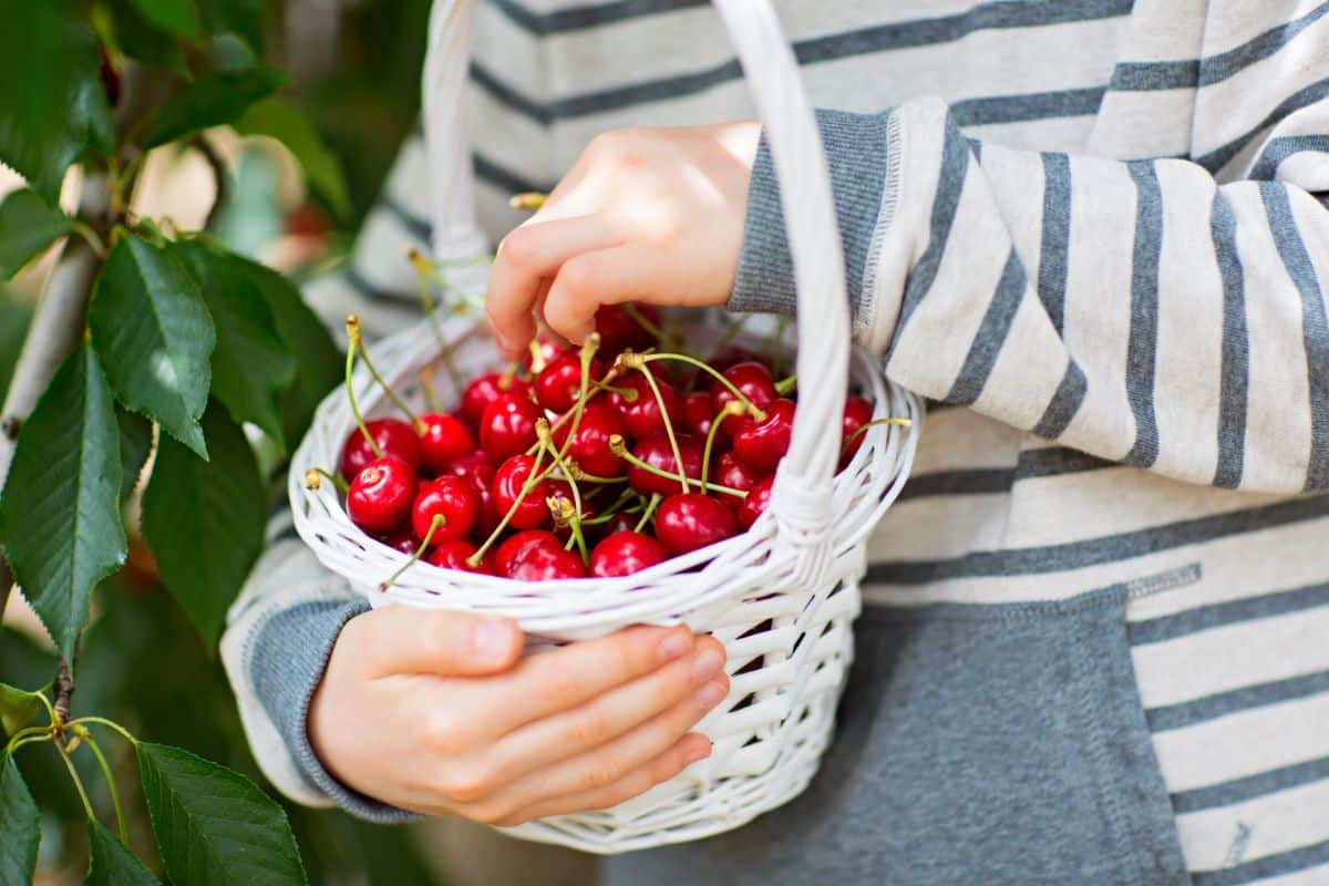 Ripe fresh picked cherries