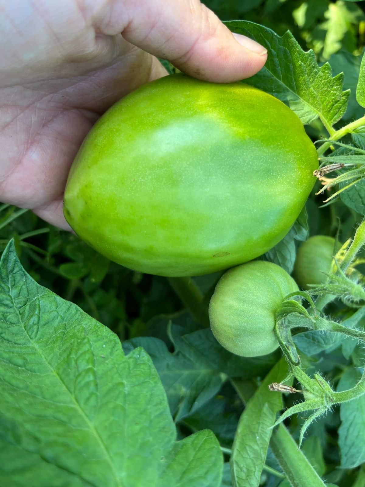 A large mature green tomato