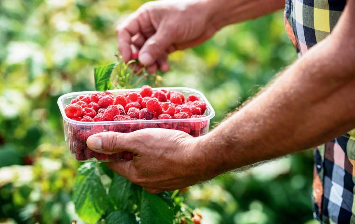 A man picking raspberries