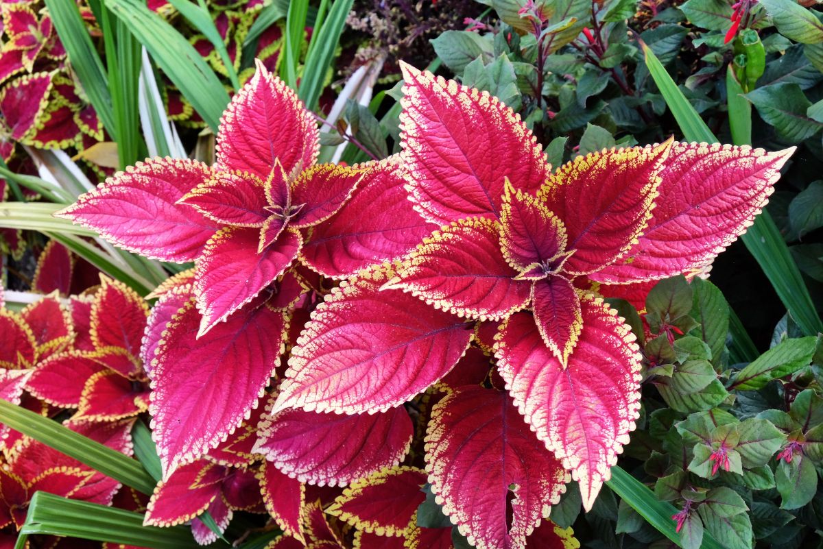 Brightly colored coleus leaves