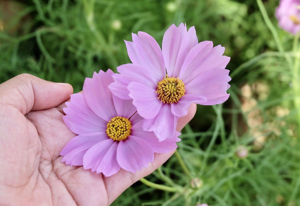 A pale pink cosmo flower in a hand
