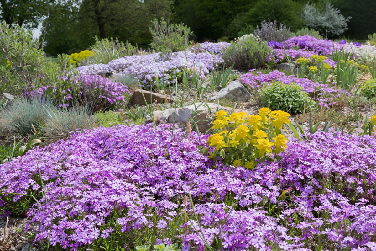 Creeping phlox for erosion control