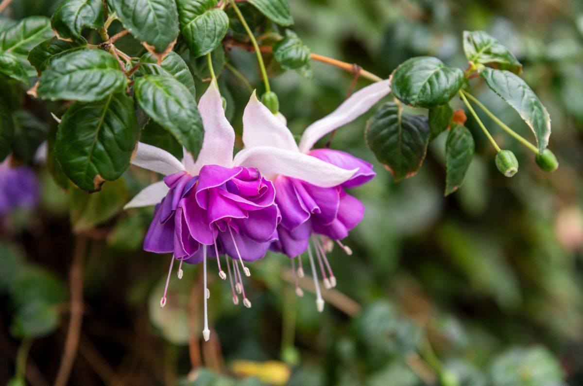 Purple and white flowering fuchsia plant