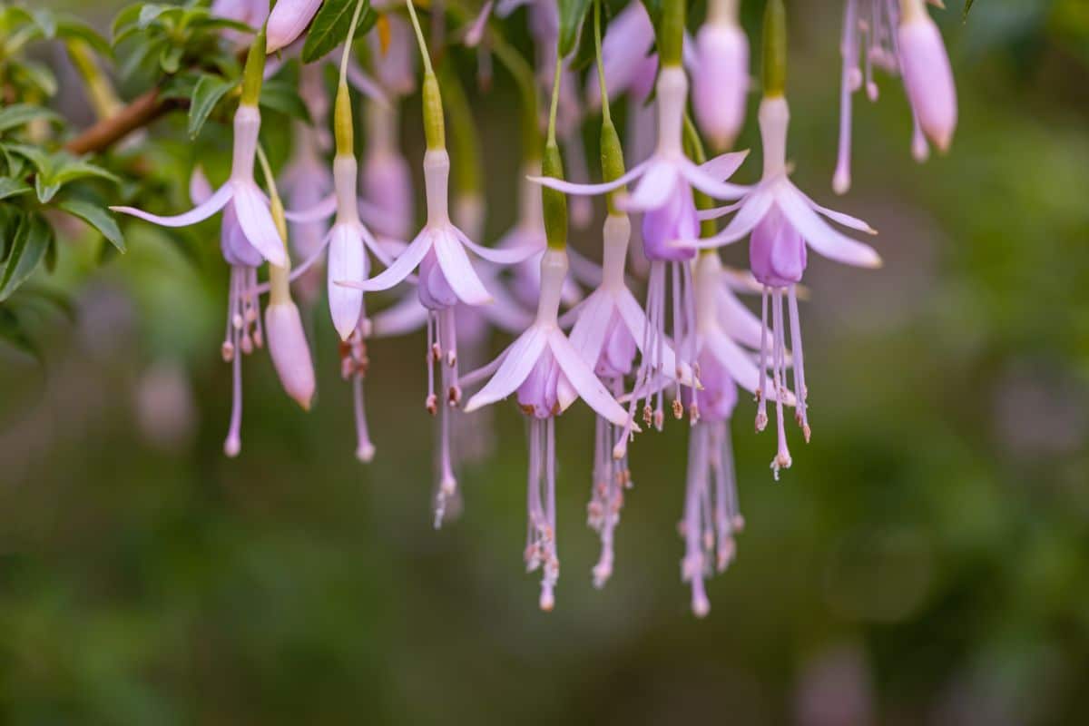 Purple fuchsia flowers