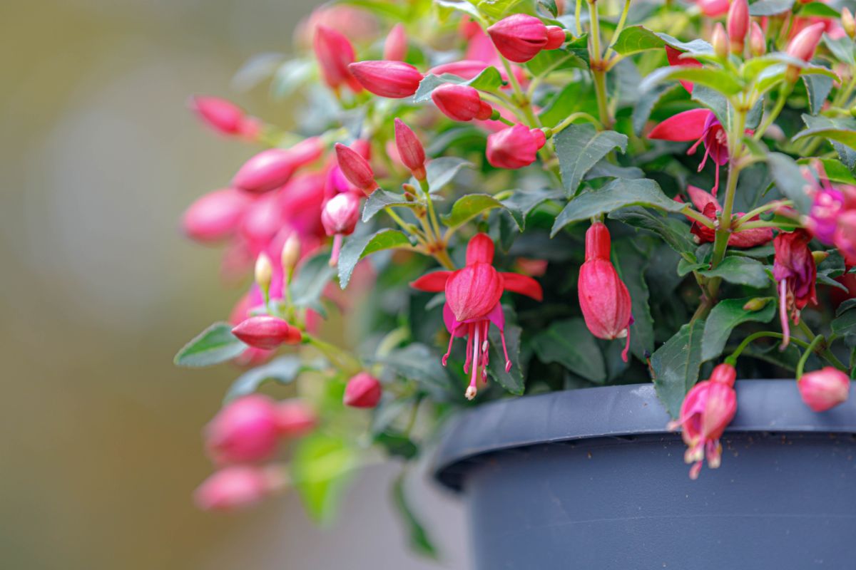 A two toned pink fuchsia plant