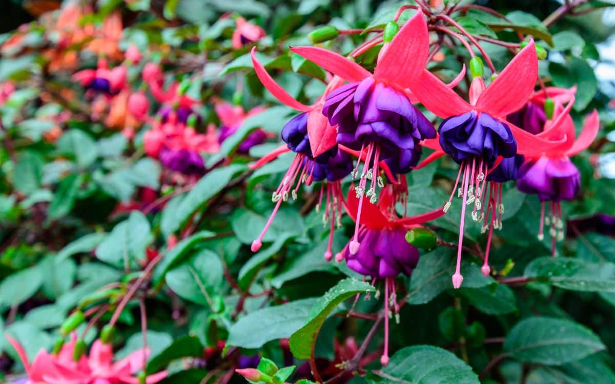 Blooming fuchsia flowers