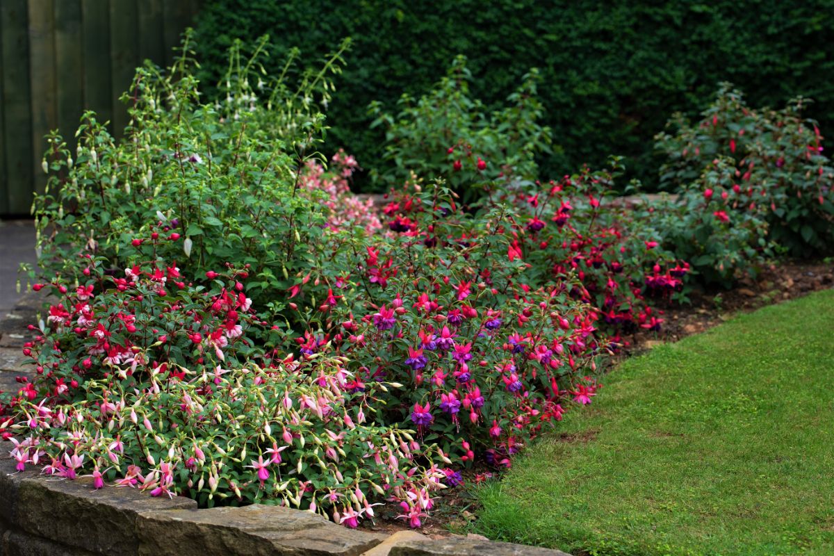 Fuchsias in a garden bed