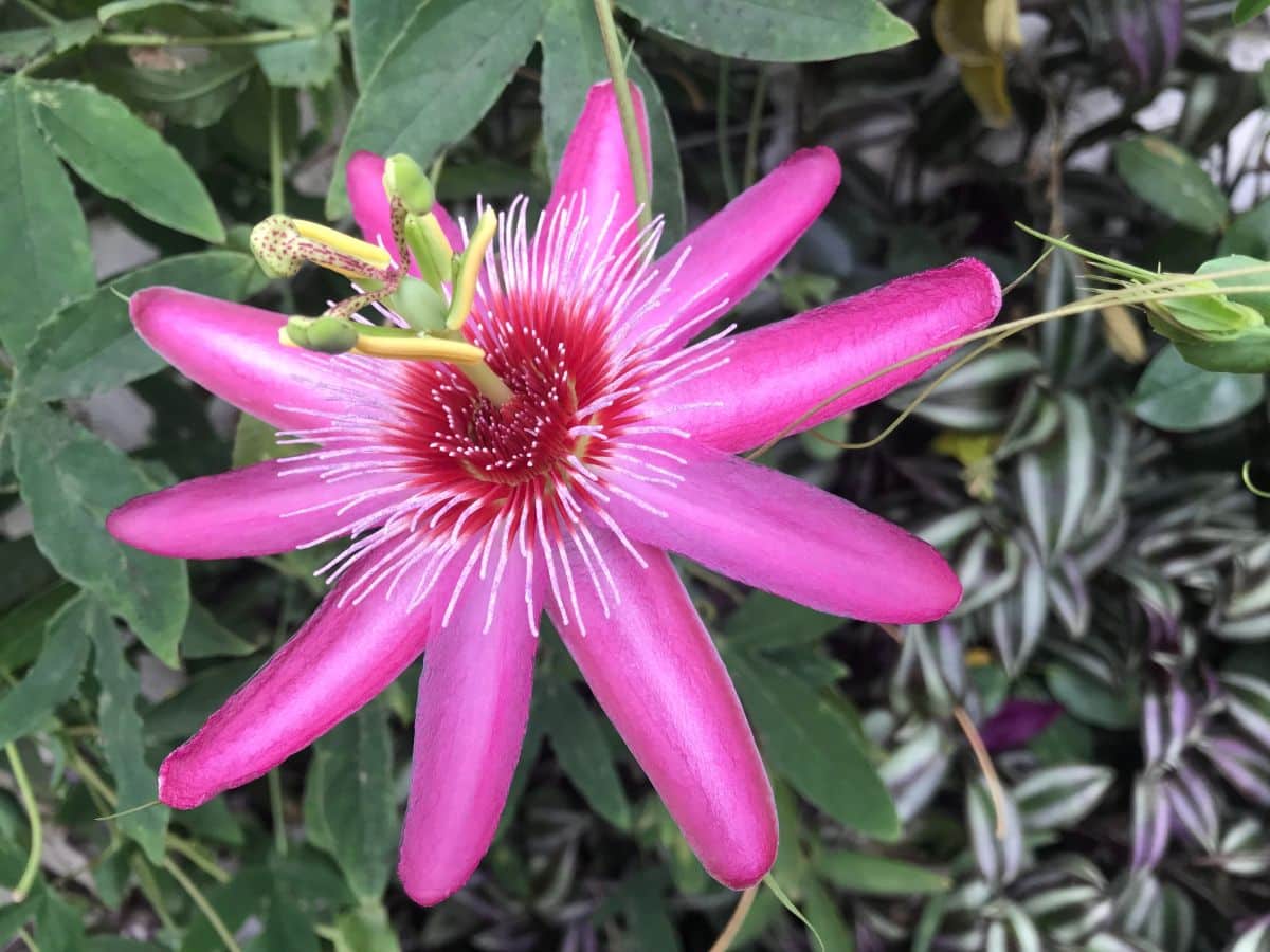Pink passion flower
