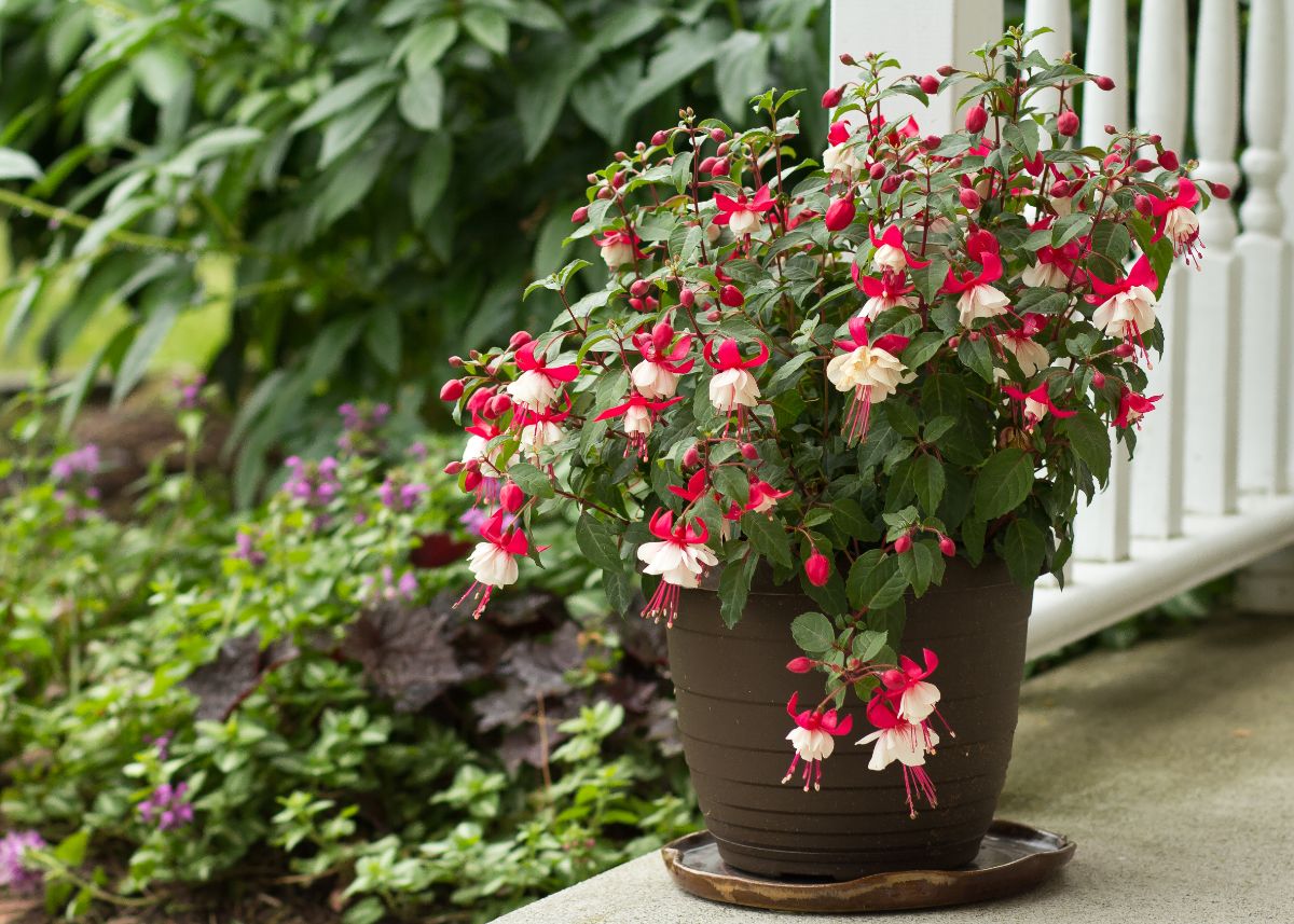 A fuchsia growing as a container plant