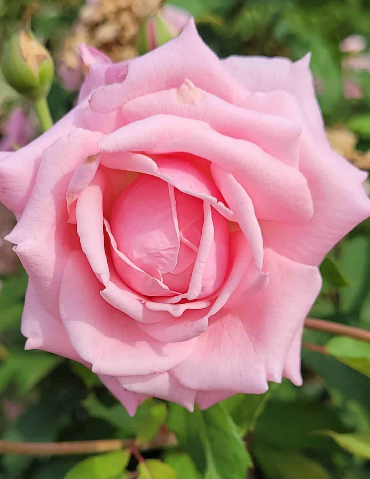A large pink blooming rose