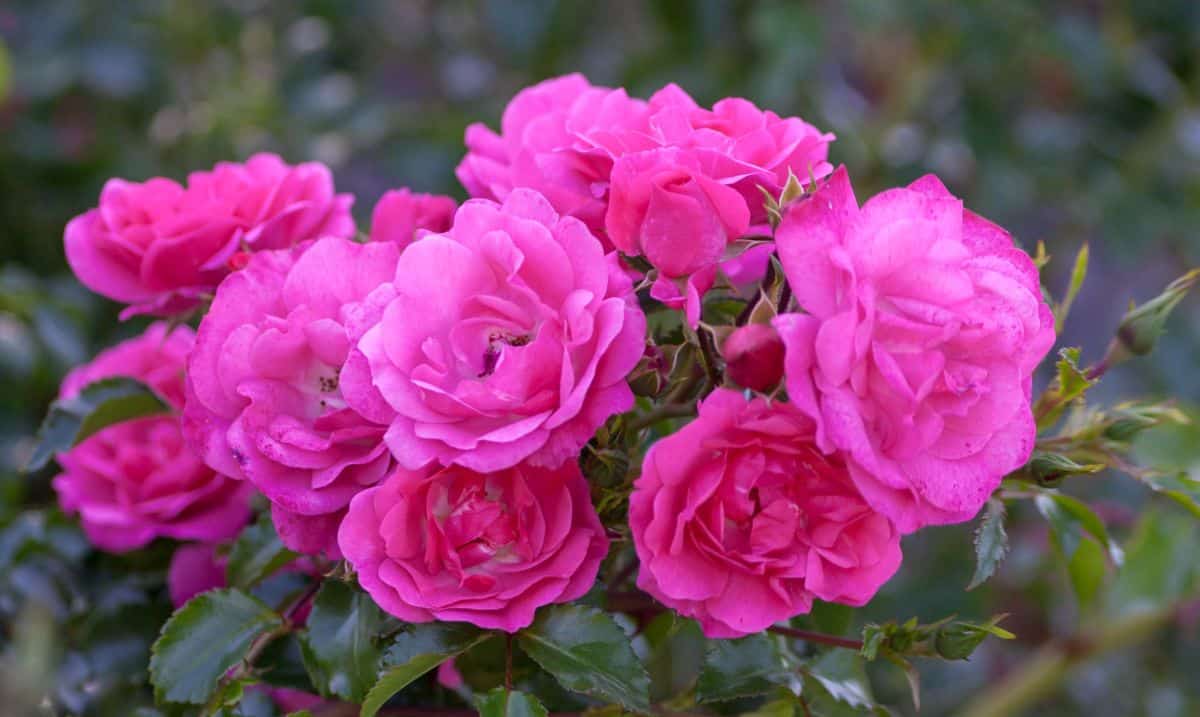 Pink roses in full bloom