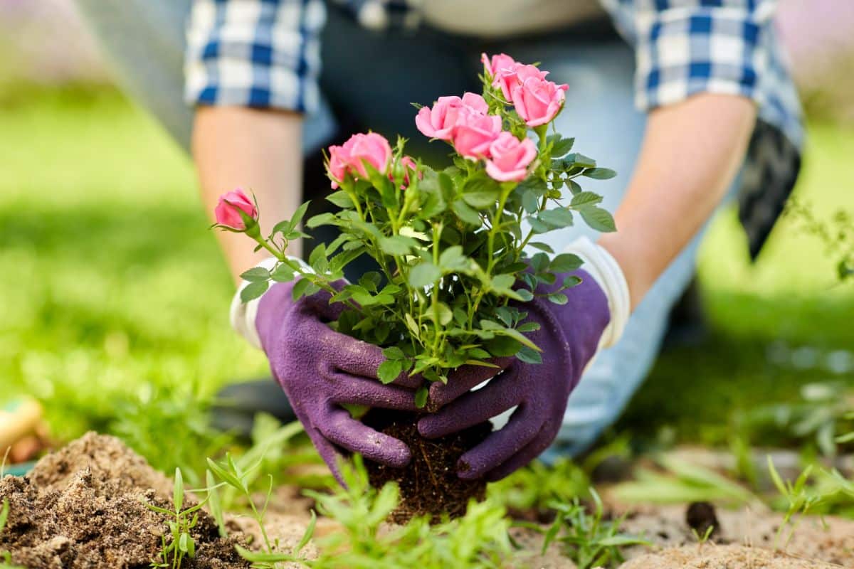 A woman planting a new rose bush