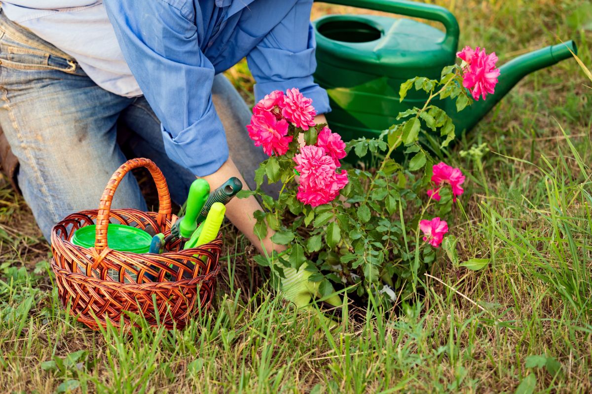 A gardener sets a rose bush into a new hole