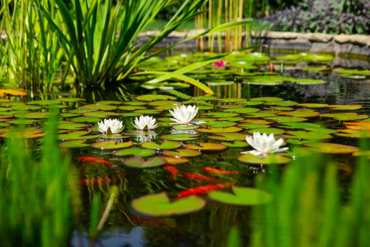 A nice planting of plants in a koi pond