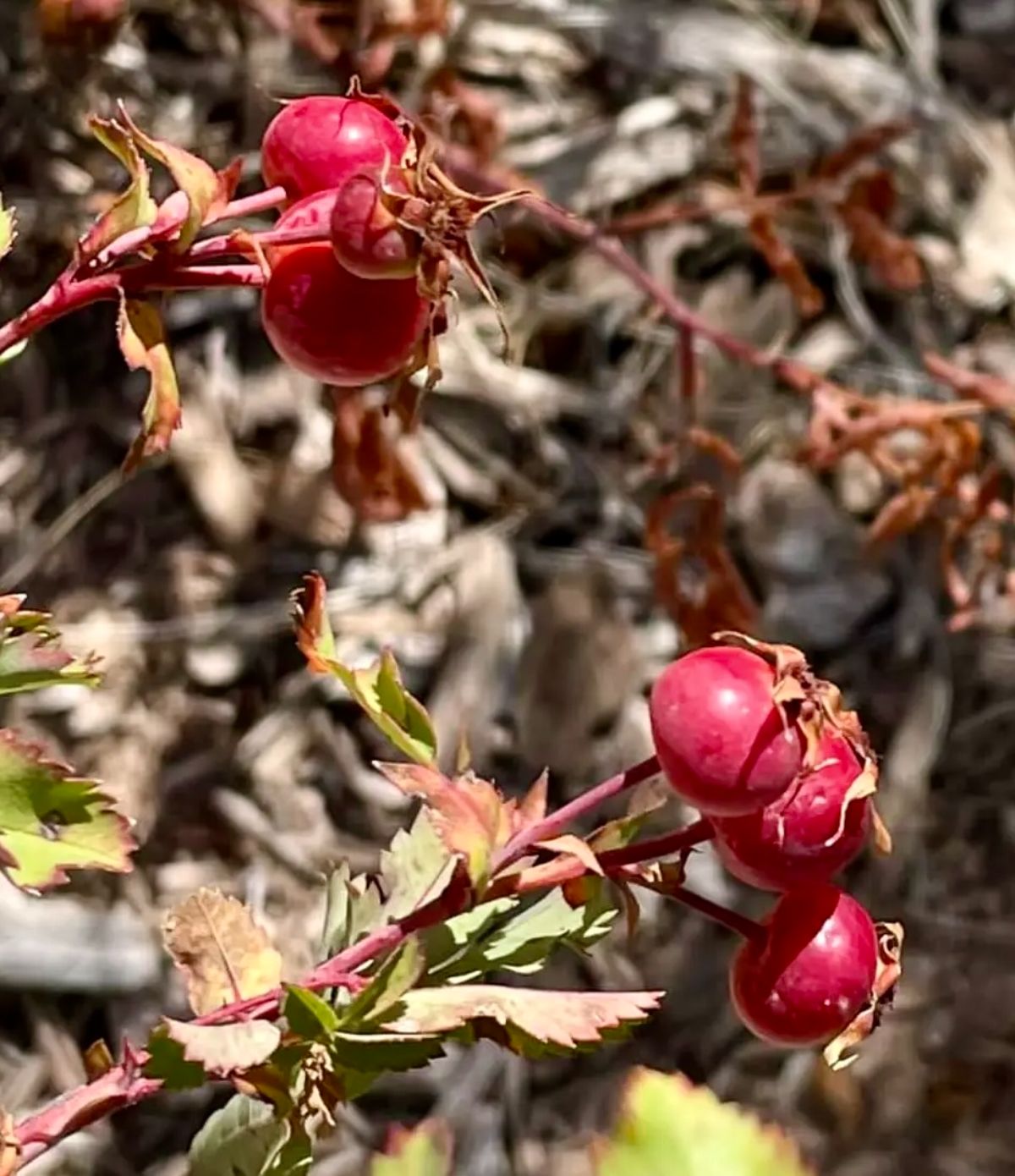 Rose hips on a prairie rose bush