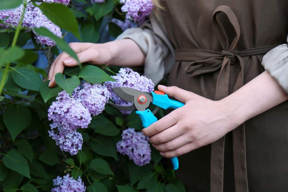 A person taking cuttings from a lilac