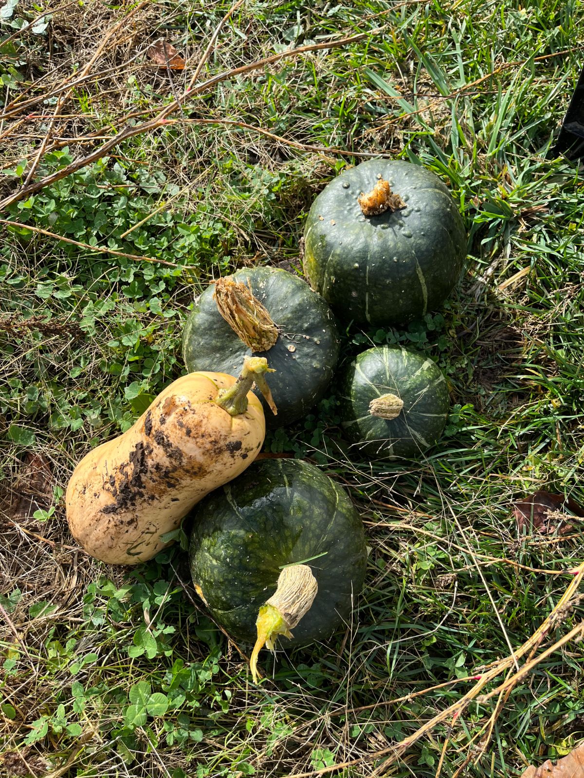 Extra squash ready to be used as chicken food