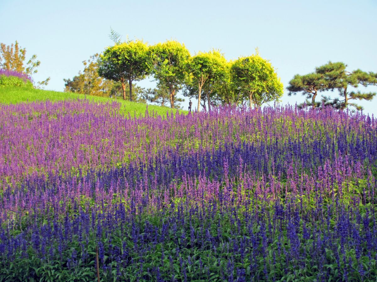 A native planting for erosion control