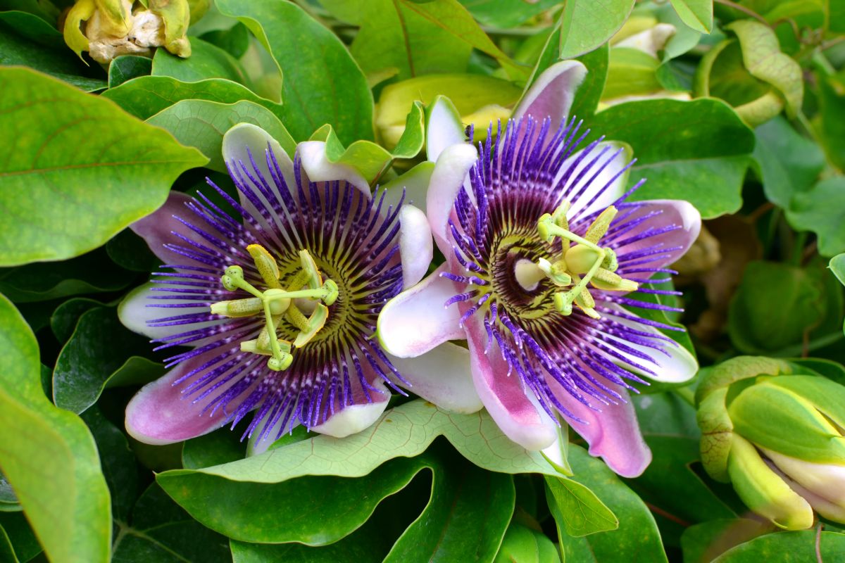 Purple passion flower in a perennial bed