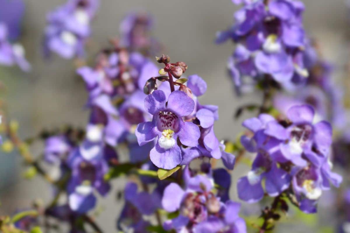 Purple flowering snapdragons