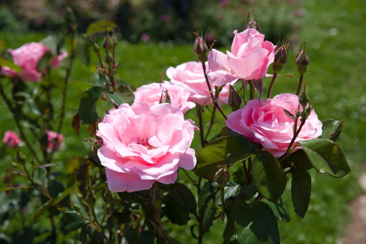 Pink Queen Elizabeth roses