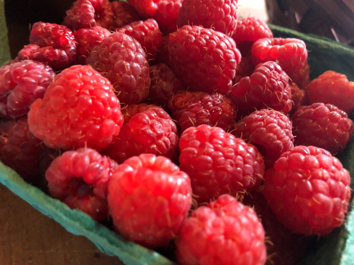 Fresh raspberries for making freezer jam