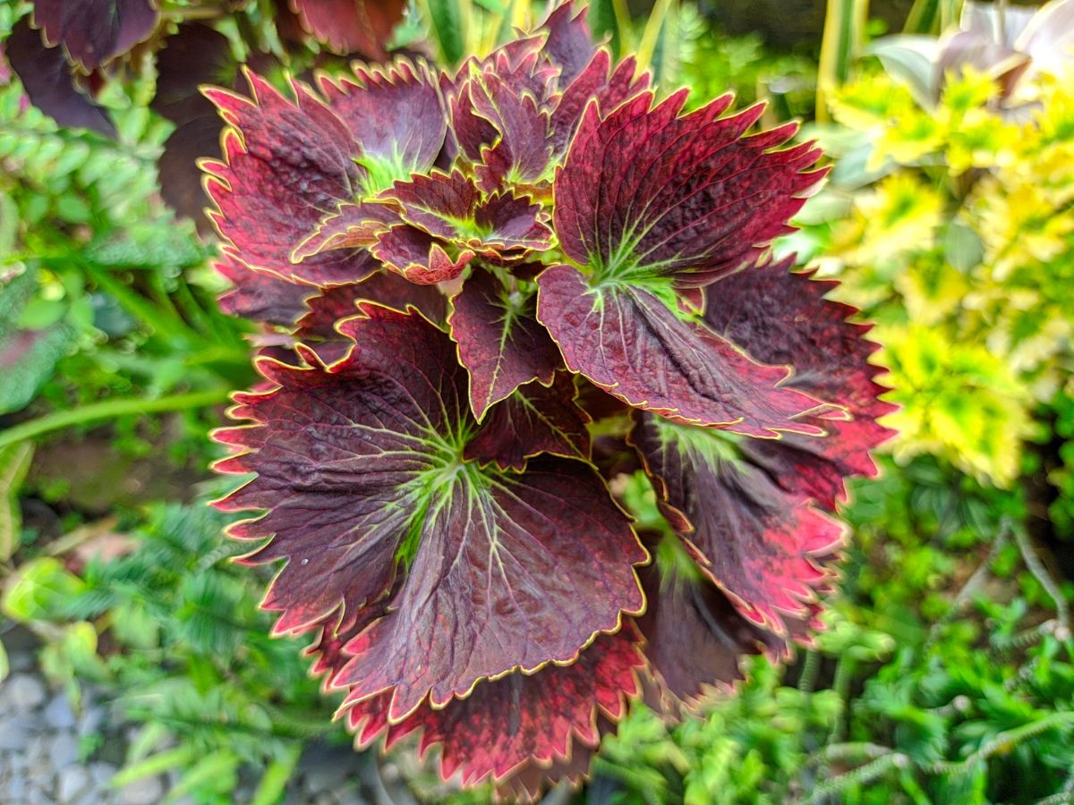 A dark red coleus plant