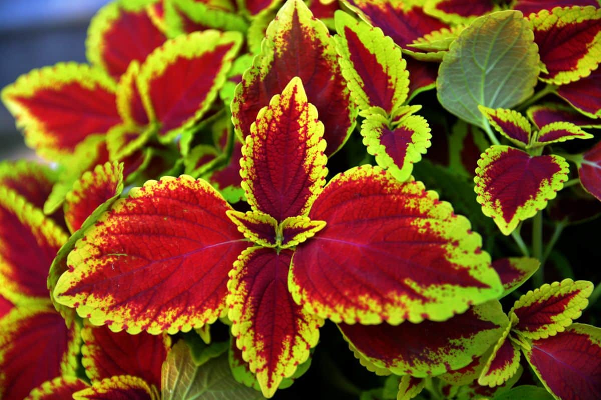 Magnet and green coleus plant