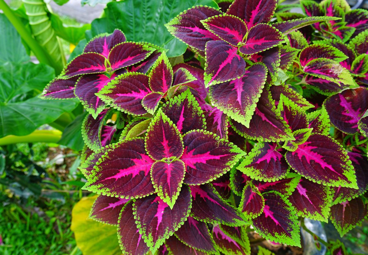 Pink, purple, and green coleus plants