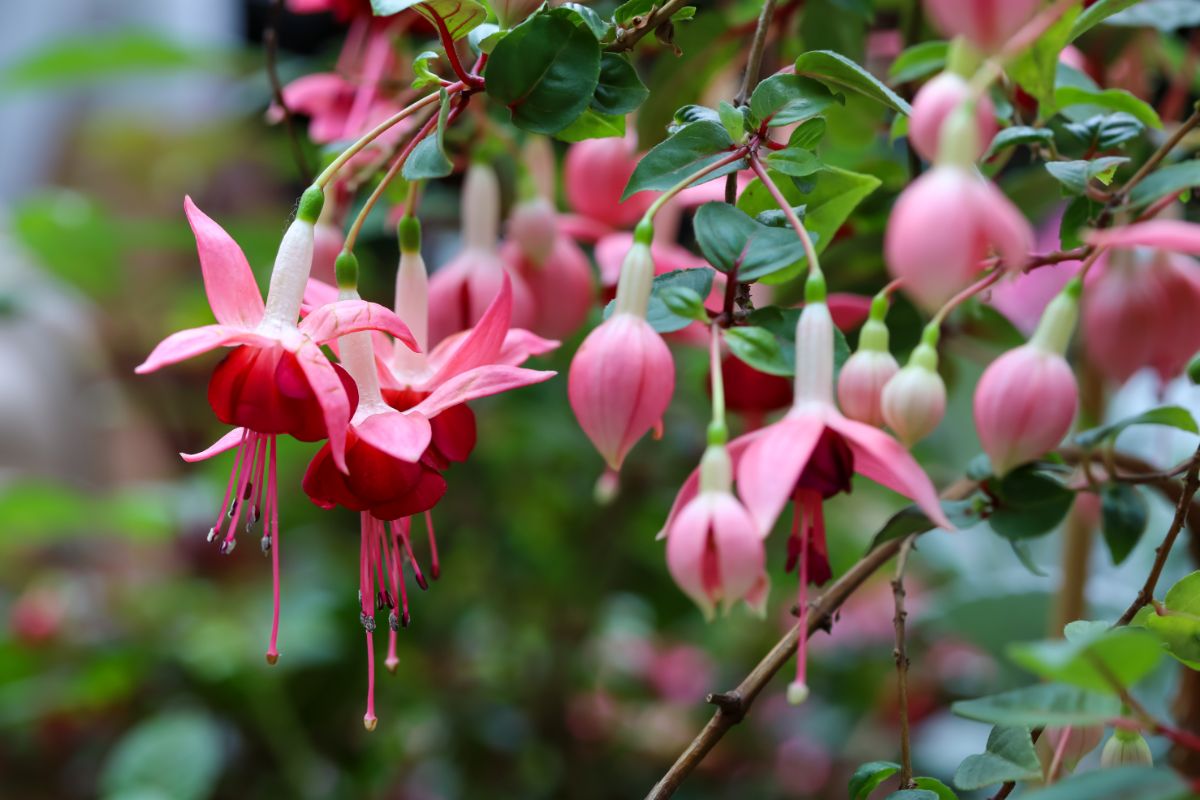 Drooping fuchsia flowers