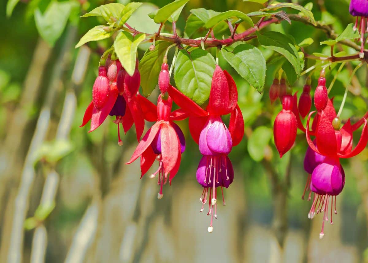 Pink and purple fuchsia flowers