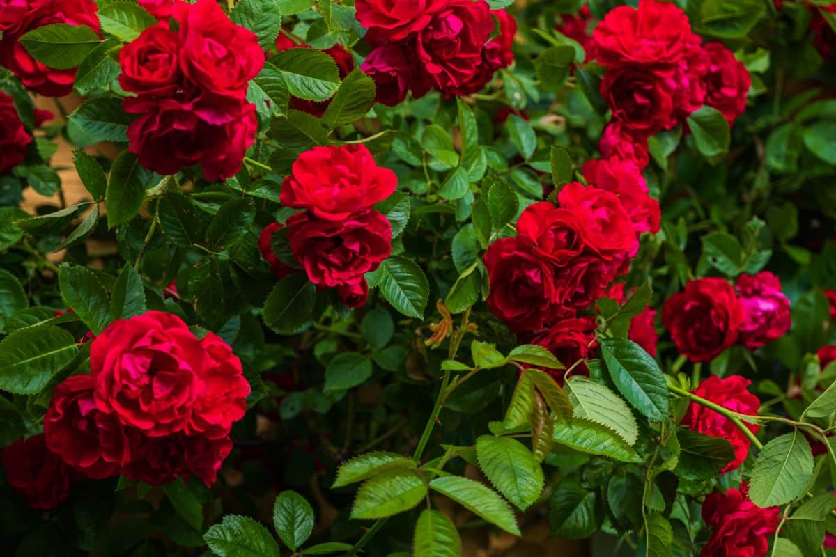 Lush red rose blossom