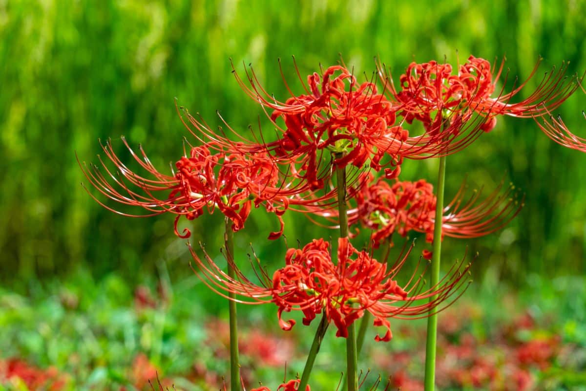 Spidery red spider lilies