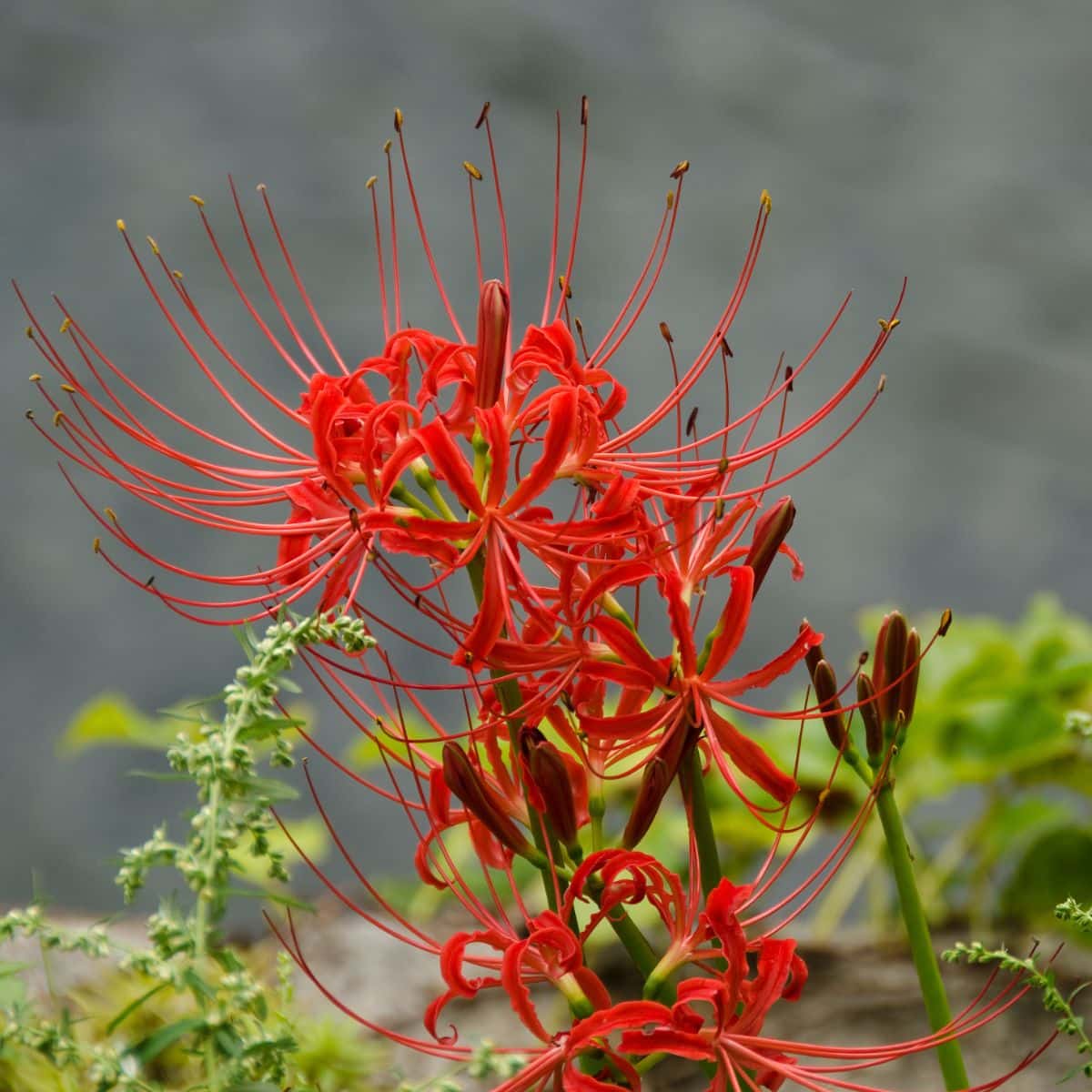 Thin petaled swamp lilies