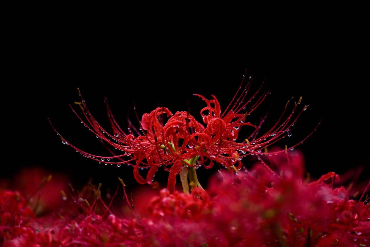 Water drops on spider lillies