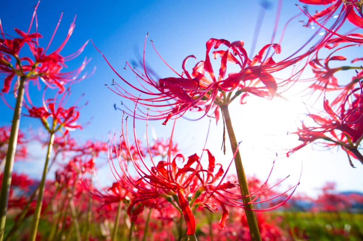 Spider lilies blooming in sunshine