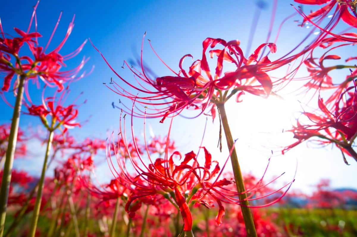  Re-Blooming Blue Spider Lily (Lycoris Radiata) Bulbs, Naked  Lady Lily Garden for Planting (5 Bulbs) : Patio, Lawn & Garden