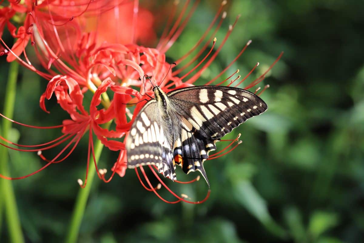A butterfly on a spider lily flower