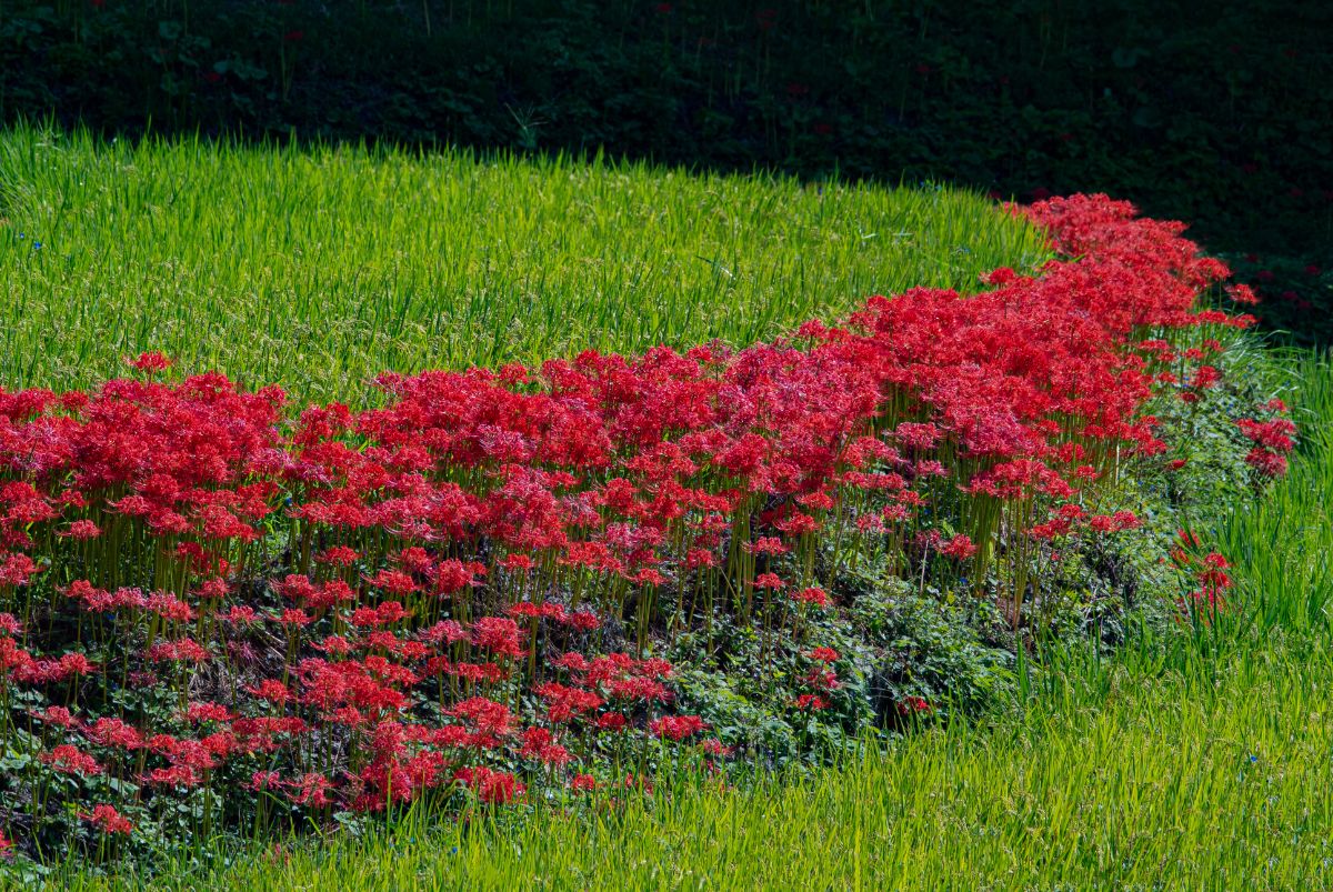 Spider lilies planted as a long border