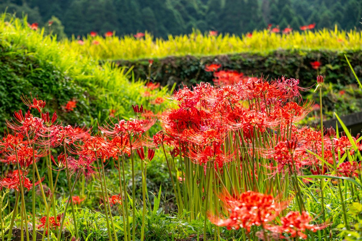 Spider lilies in a garden