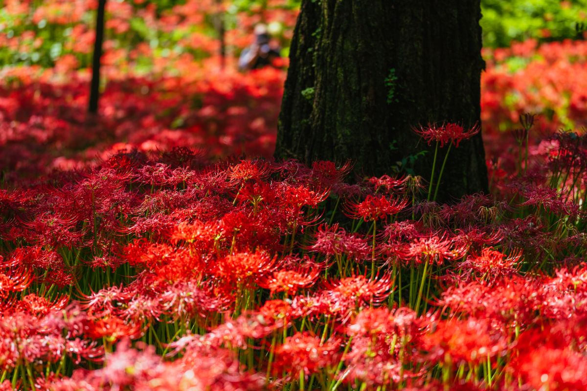 Red spider lilies growing under a tree