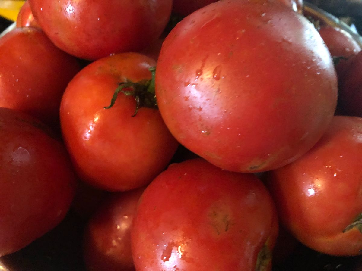 Tomatoes ripened off the vine with apples