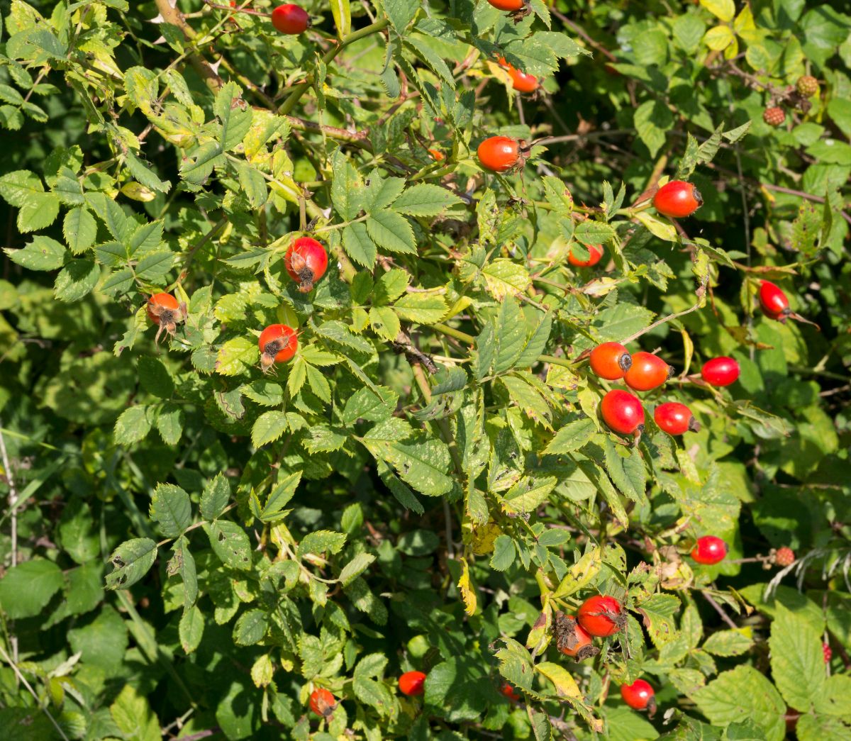 Rose hips ripe for harvesting