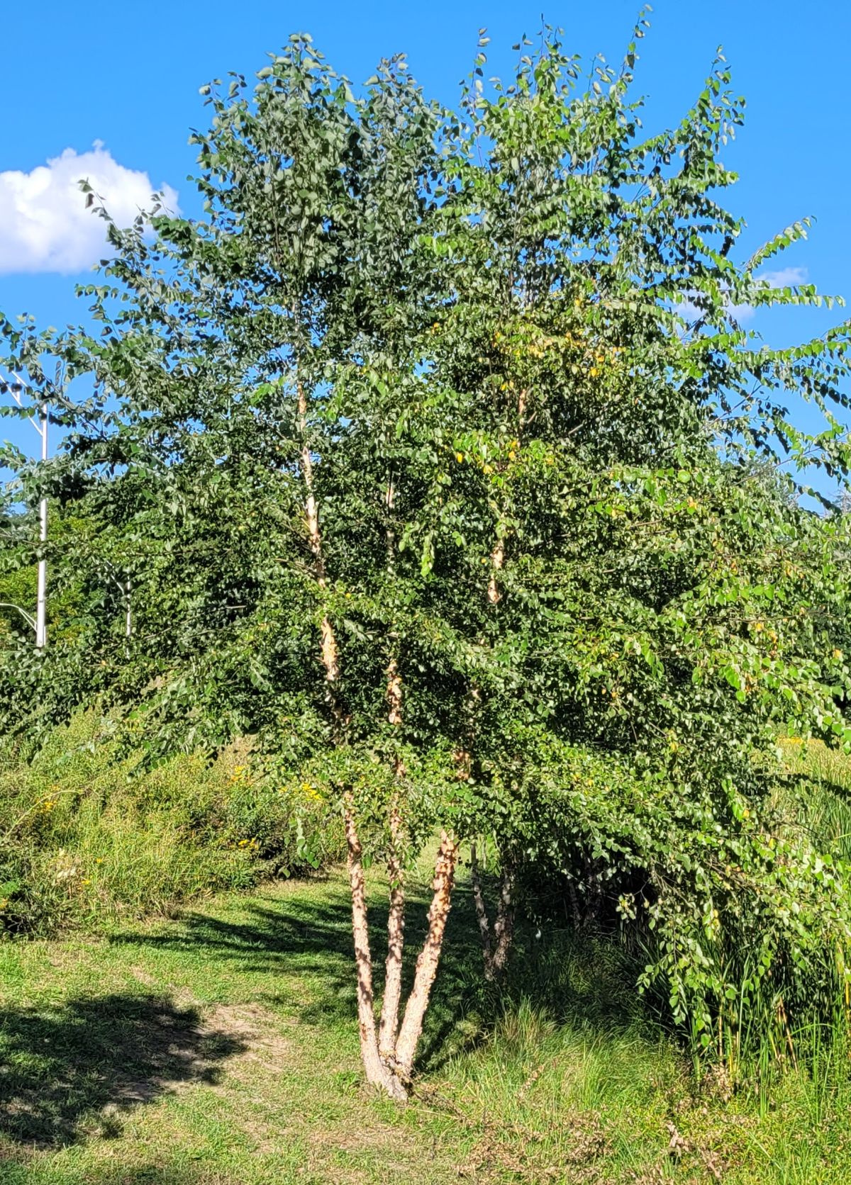 A three-stemmed river birch in a conservation area.