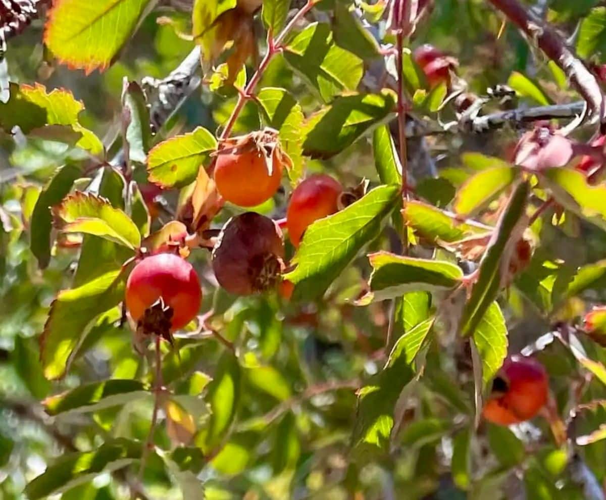 Rose hips for use in many food dishes