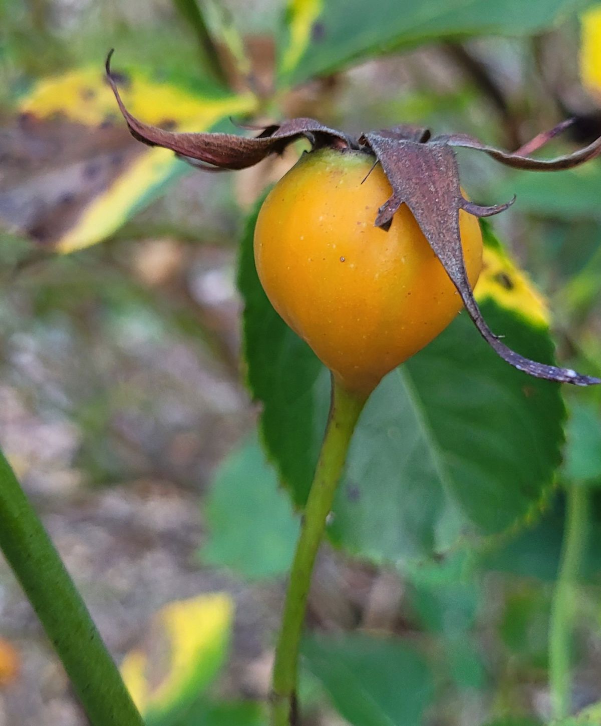 Rosehips signal plants that winter is coming