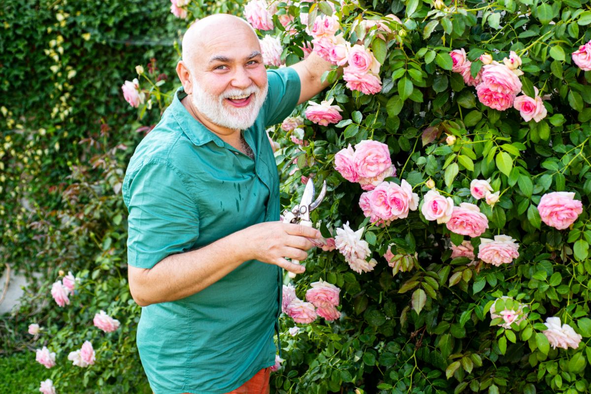 A man pruning a rose bush