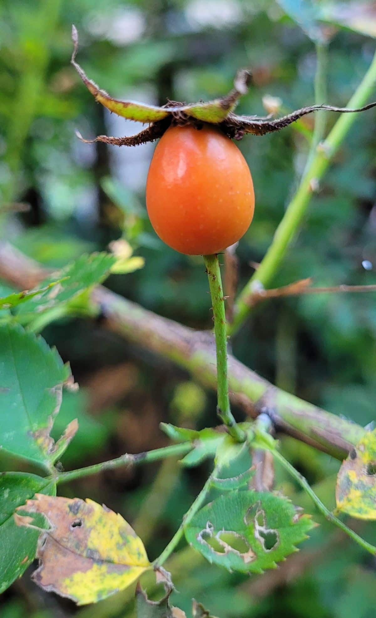 A rose hip on a late fall plant