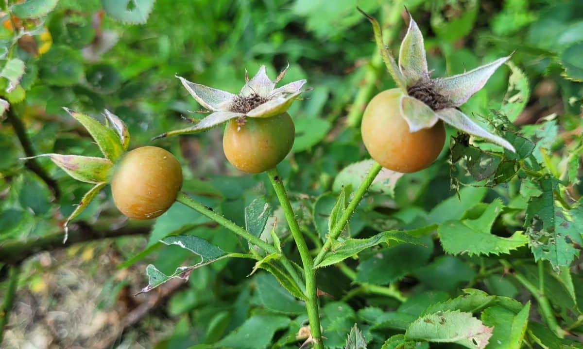 Ripening rose hips